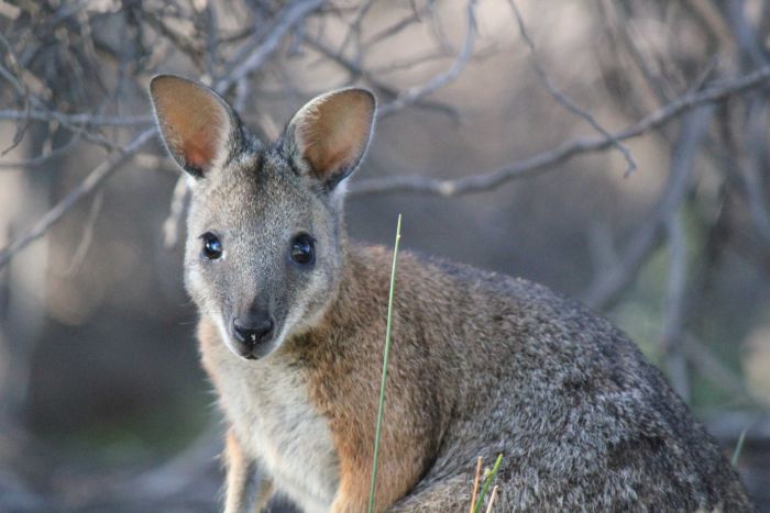 Anna Salleh Article - Light pollution delays wallaby reproduction ...